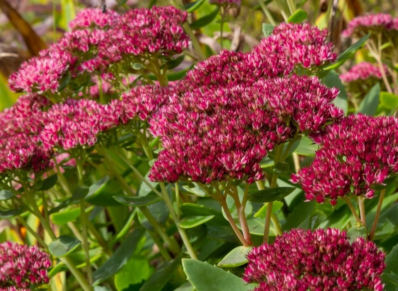 odmiany rozchodnika karpackiego