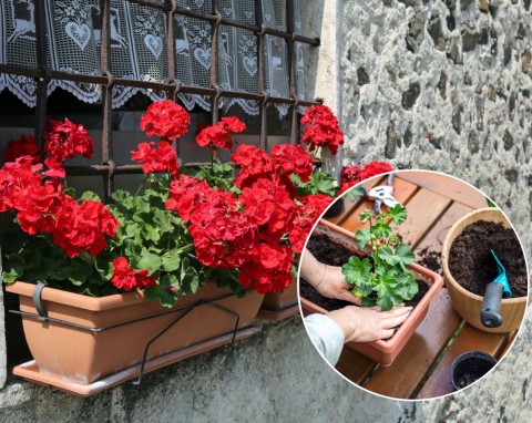 Jak sadzić pelargonie w skrzynkach balkonowych? Z jakimi roślinami? Co zrobić, żeby pelargonie zdrowo rosły?