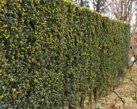 9 małych, wiecznie zielonych krzewów. Będą ozdobą każdego ogrodu