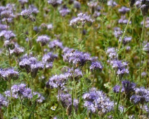 Facelia błękitna (Phacelia tanacetifolia)