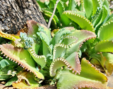 Żyworódka pierzasta (Bryophyllum pinnatum)