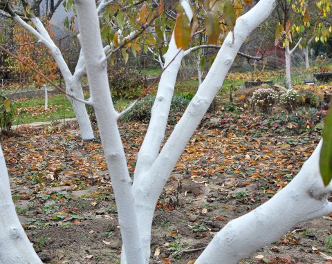 Bielenie drzew owocowych jesienią. Czy bielenie pomaga, błędy w bieleniu drzew