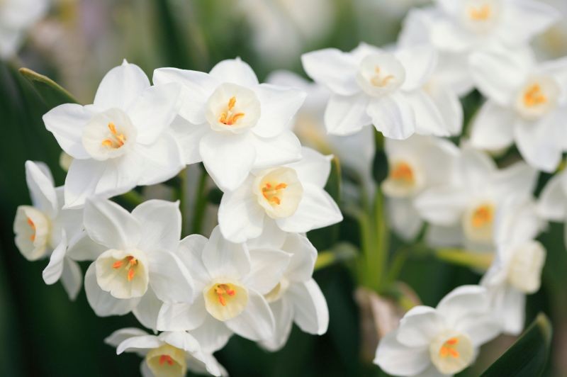 Narcyz bożonarodzeniowy pięknie wygląda i urzekająco pachnie. Jego aromat przypomina świąteczne pierniczki.