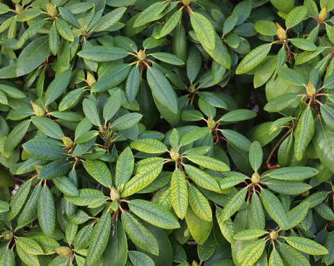 Jak zadbać o rododendrony przed zimą? Kilka prostych wskazówek, by wiosną kwitły jak nigdy dotąd