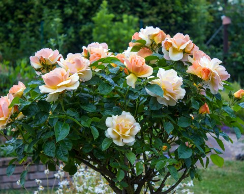 Zastosowanie soli Epsom w domu i ogrodzie. Zrobisz z niej oprysk i nawóz oraz użyjesz do sprzątania