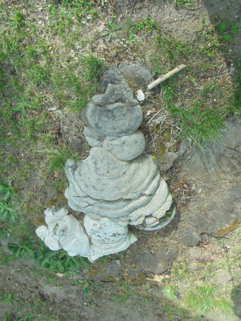 Pozostałe, PARK  ZDROJOWY  W  SOLCU - Park - Flora