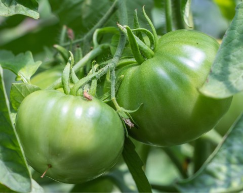 Teraz masz go w domu mnóstwo. Zbieraj, a wiosną zyskasz darmowy nawóz pod pomidory