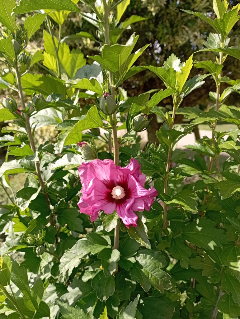 Rośliny, Poranek w ogrodzie - Hibiskus