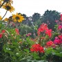 Balkon, Lato na balkonie.............moje datury........... - ....................pelargonie...............