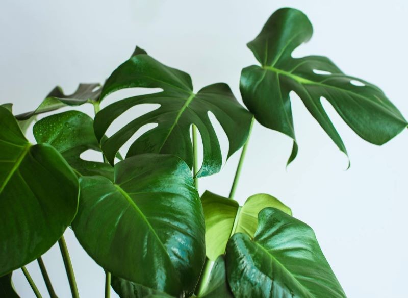 monstera