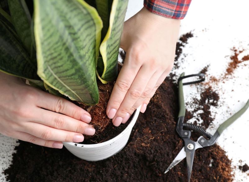 Sansewieria dobrze się czuje w ciasnych doniczkach.