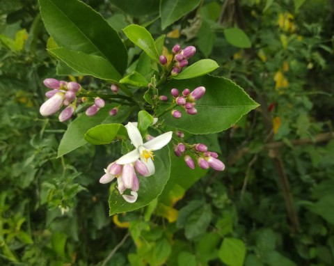 To jedno z najstarszych drzew owocowych świata. Jak wyhodować cytron w domu?
