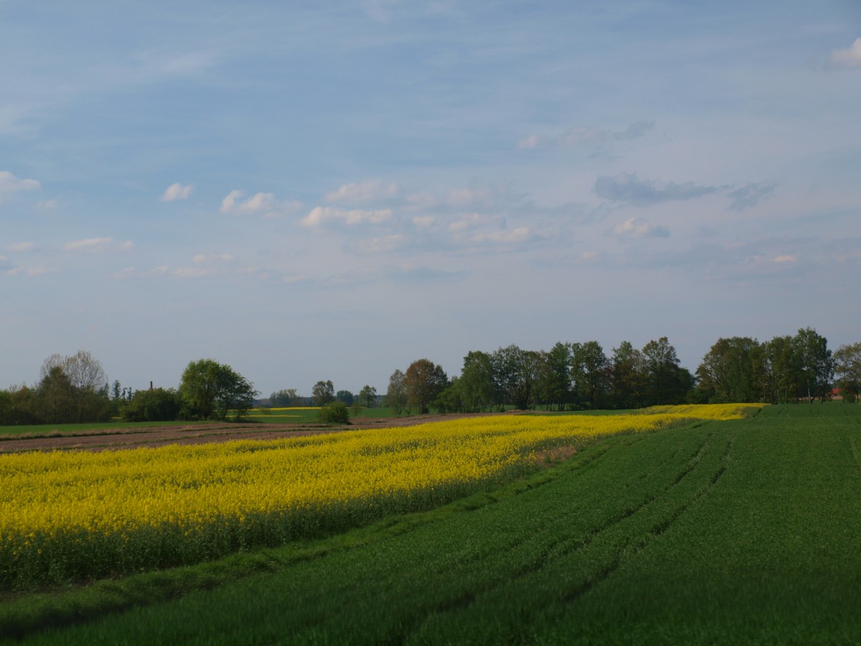 Pozostałe, w ogrodach