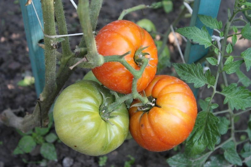 woda z cukrem na pomidory  