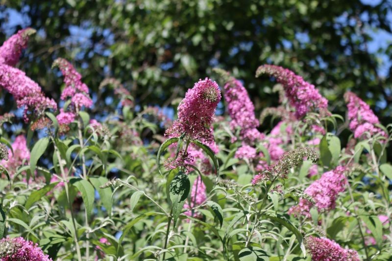 Budleja Dawida, kt&oacute;ra zostanie przycięta w lutym, latem lepiej kwitnie.