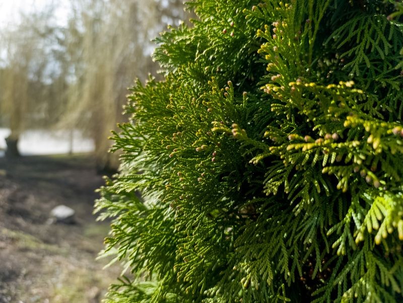 Nie każdy pamięta o podlewaniu tui zimą.