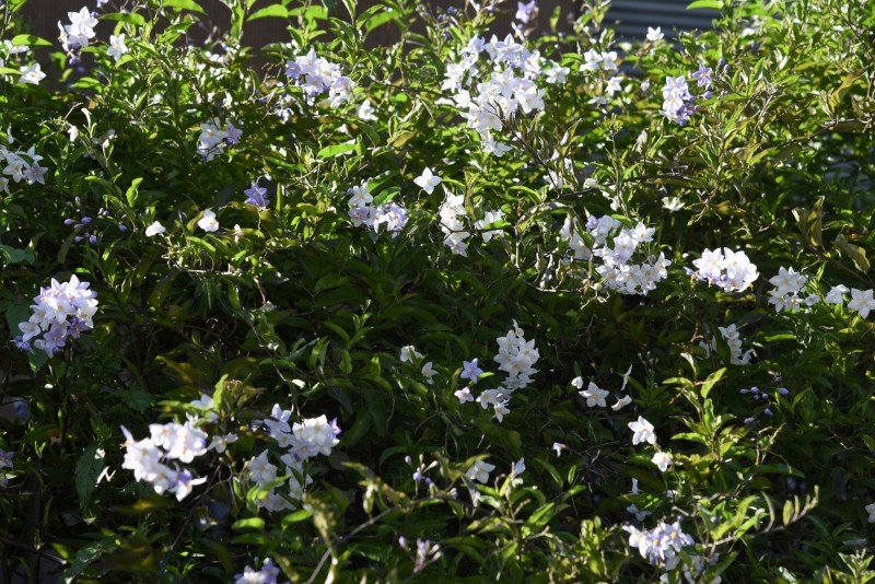 uprawa psianki jaśminowej