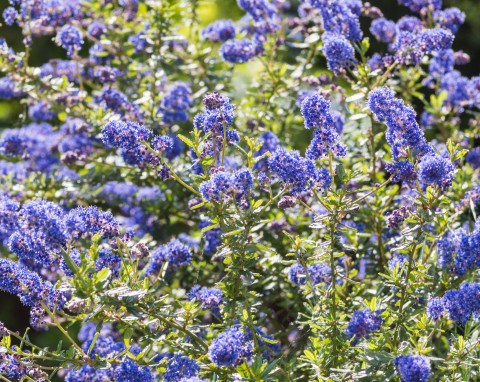 Prusznik niebieski – błękitna gwiazda ogrodu