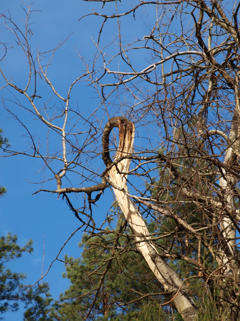 Leśne klimaty, Marcowy las