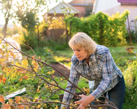 Kiedy można palić gałęzie we własnym ogrodzie? Co mówią przepisy w 2026 roku