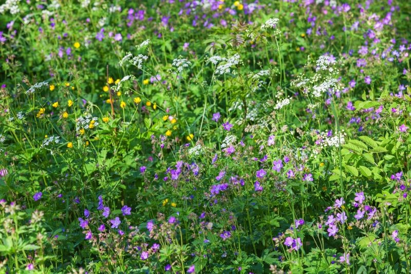 Łąka kwiatowa może zastąpić tradycyjny trawnik.
