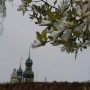 Pozostałe, W maju jak w gaju................czyli wiosenne wariacje w parku - ...............i kwiaty magnolii i widok na wieżę Katedry...........