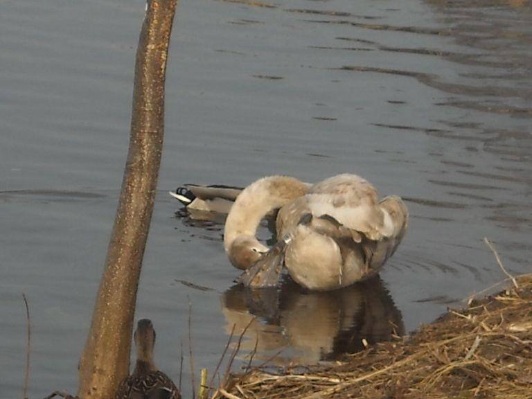 Pozostałe, Moje dzisiejsze poszukiwanie wiosny................