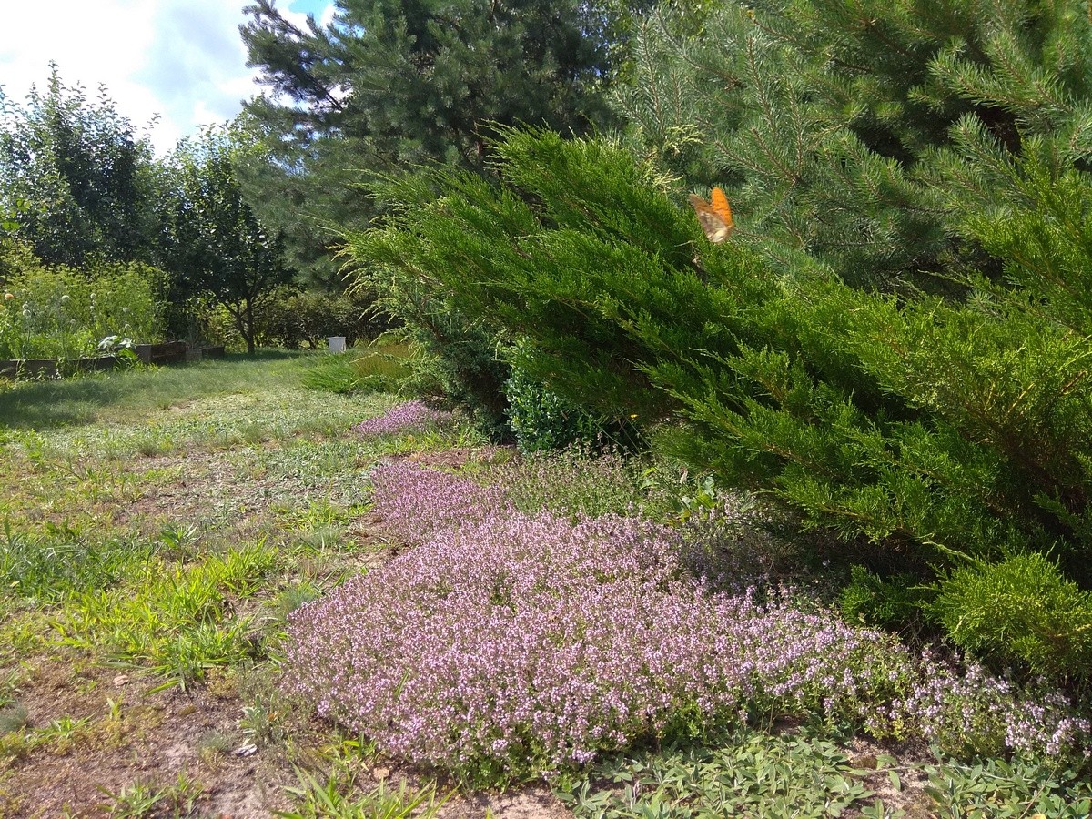 Rośliny, Zmienna łąka - https://atujest.blogspot.com - Łąka zmienia kolory
atujest.blogspot.com