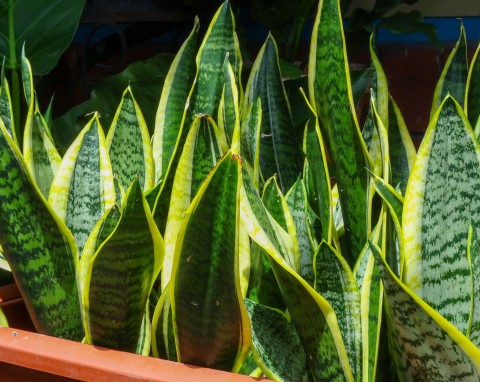 Sansewieria potrzebuje specjalnej pielęgnacji zimą. Dzięki temu będzie zielona i gęsta przez cały rok