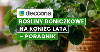 Rośliny doniczkowe na koniec lata