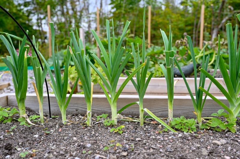 Jakie są częste błędy w uprawie pora? 
