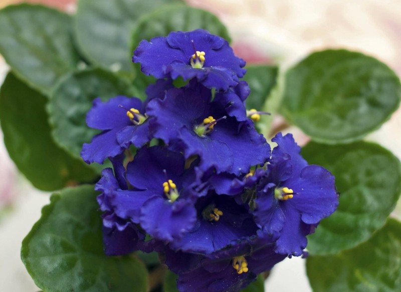 rośliny domowe cieniolubne