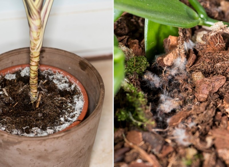 jak wygląda pleśń na ziemi w doniczce