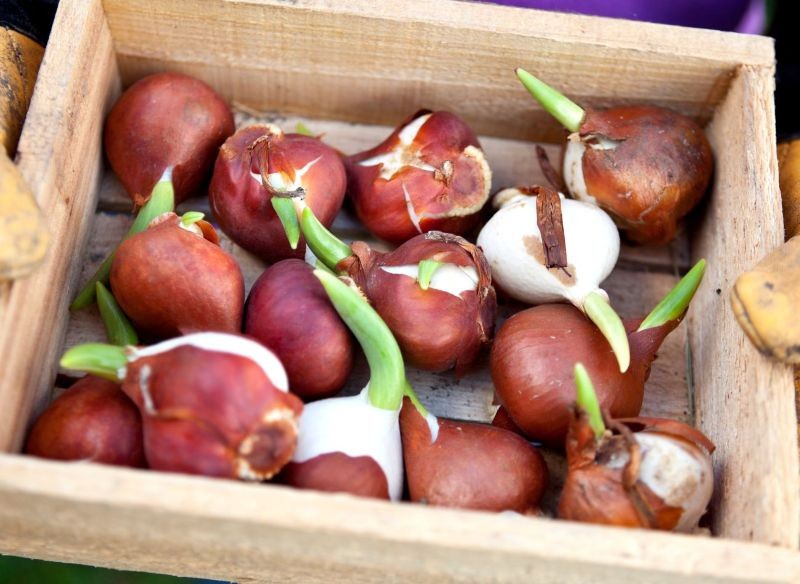 Jeśli na przechowywanych bulwach, kłączach i cebulach kwiatów zauważymy pleśń, reagujmy od razu.