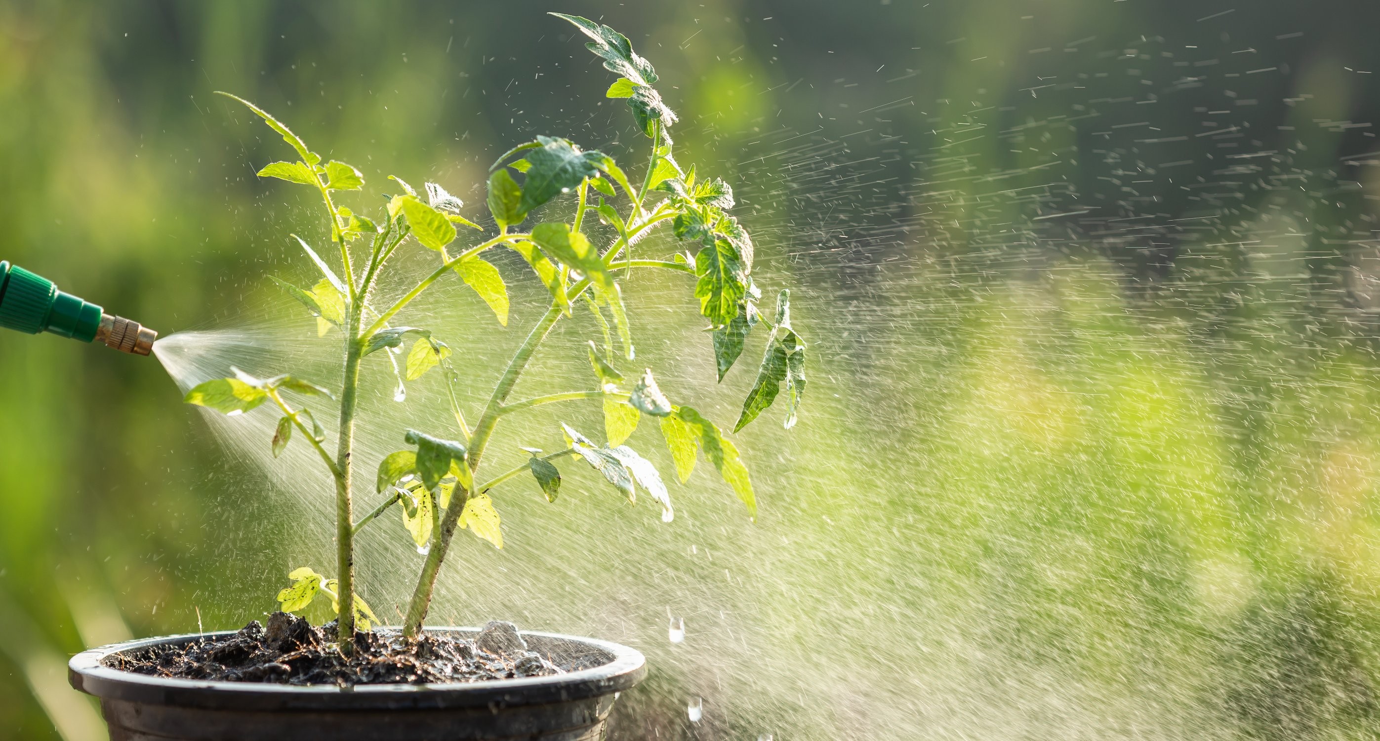 Opryski z miedzianu na pomidory