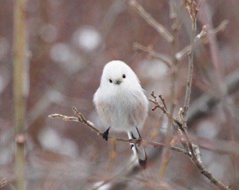 Jest wyjątkowej urody ptakiem, ale niezły z niego gagatek. Zostaw w karmniku, na pewno przyleci