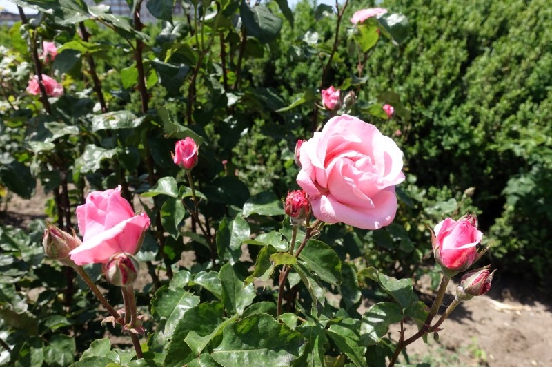 czego nie sadzić obok róż