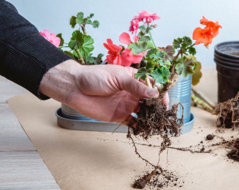 Bezobsługowe zimowanie pelargonii. Prosta i bardzo dobra metoda polecana przez ogrodników