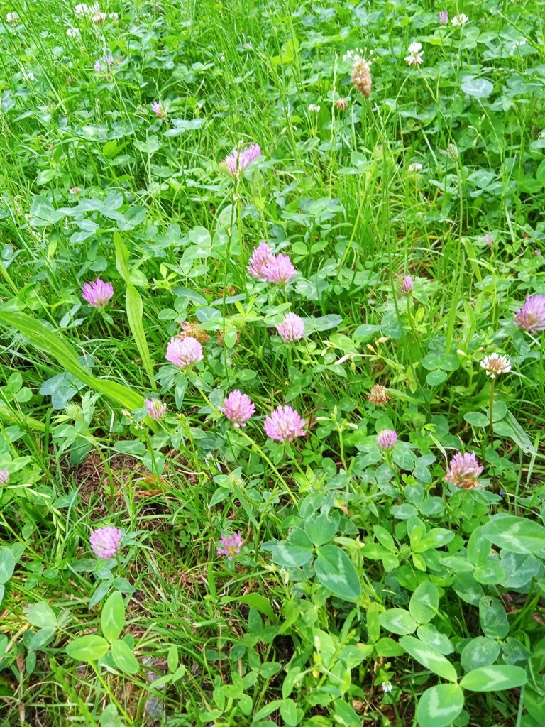 Rośliny, UKWIECONY CZERWIEC