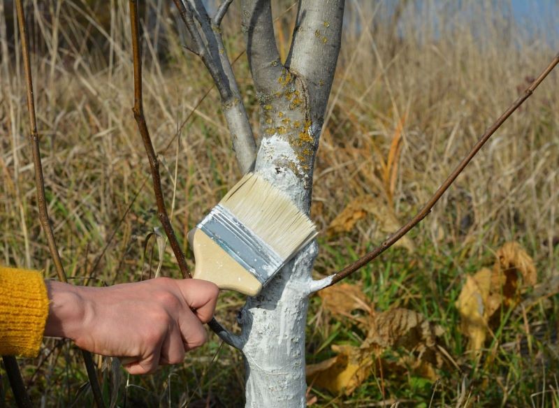 Bielenie drzew owocowych to element profilaktyki chorób kory.