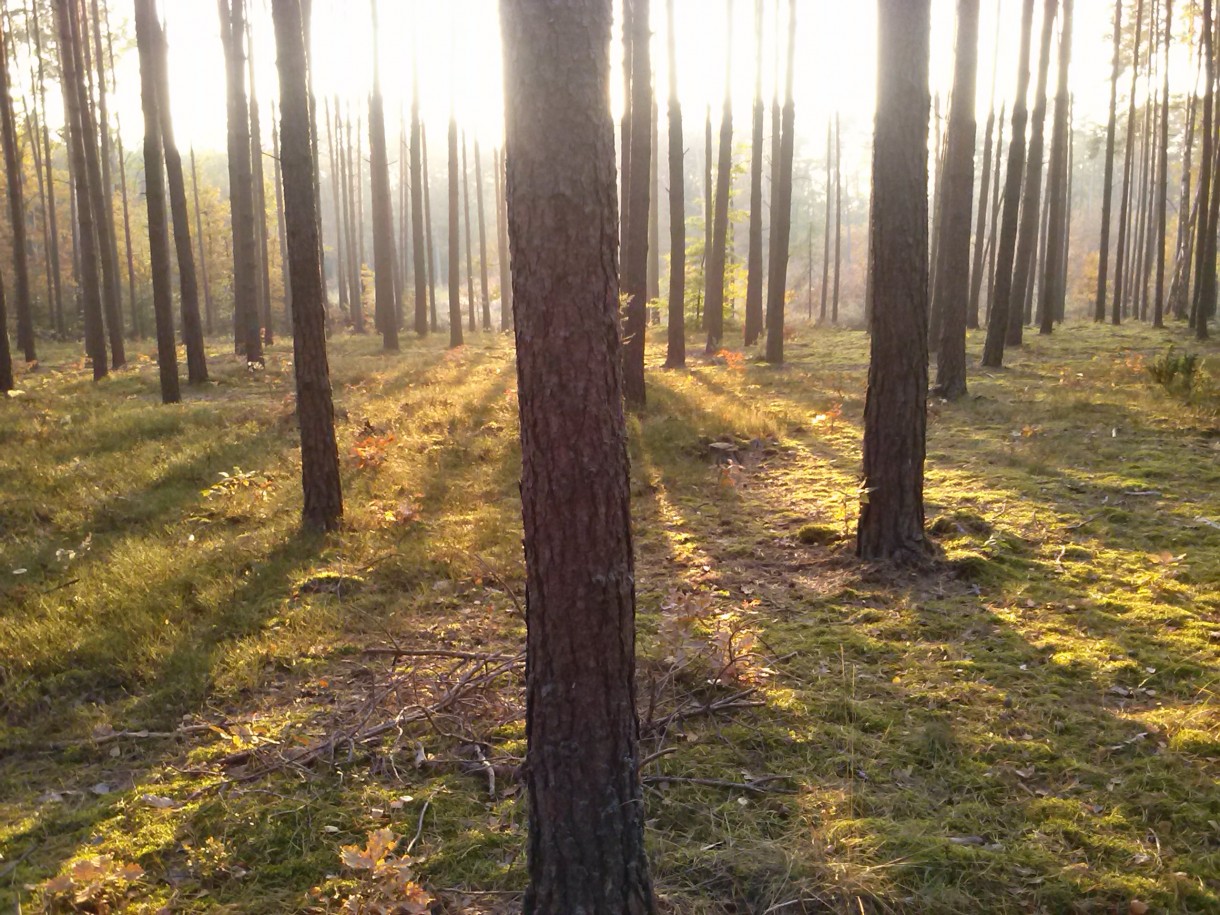 Pozostałe, Jesień