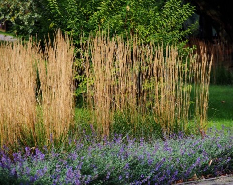 Trzcinnik ostrokwiatowy (Calamagrostis x acutiflora)