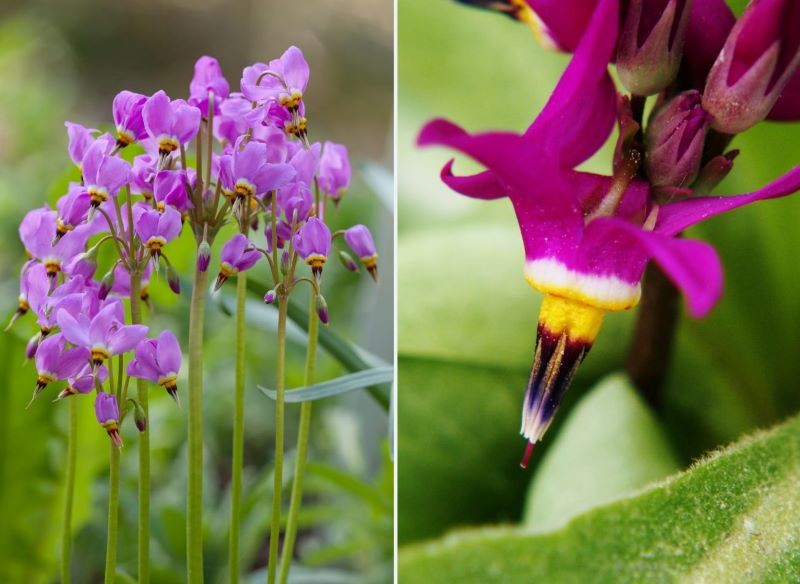 Bożykwiaty przyciągają wzrok jak żadna inna roślina.