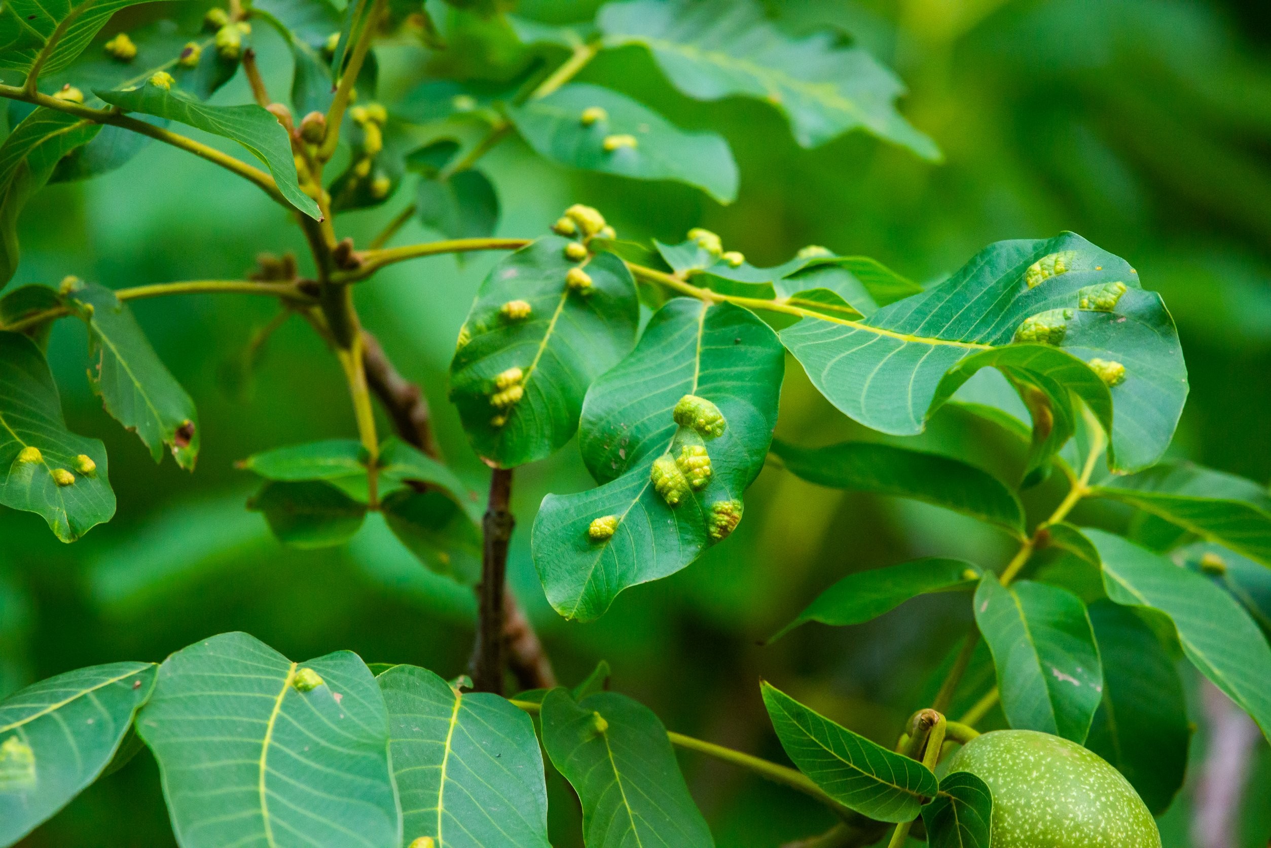 Заболевания листьев грецкого ореха