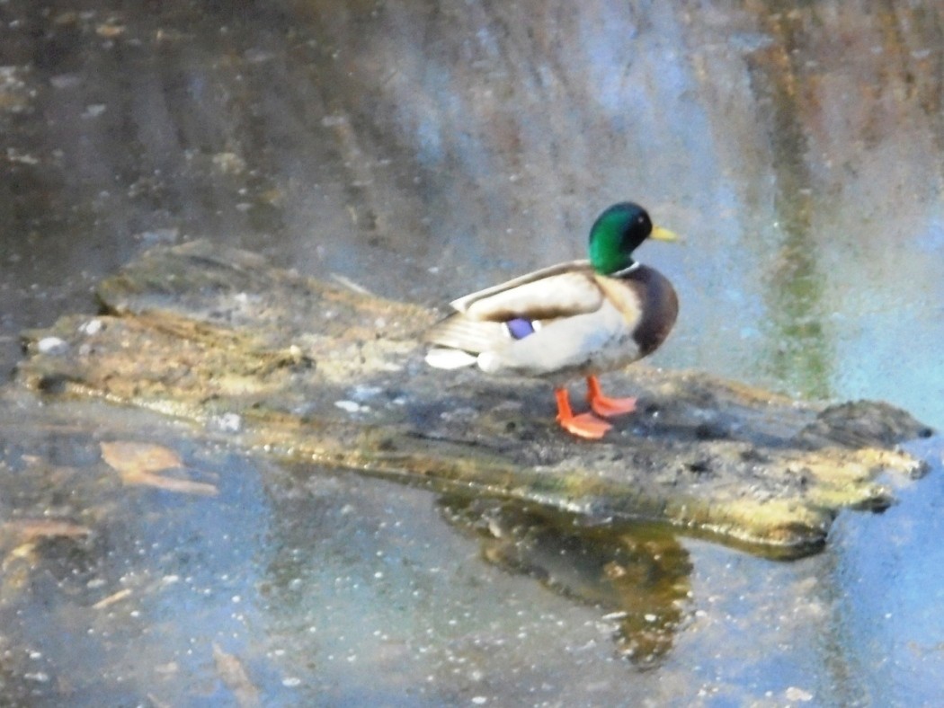 Leśne klimaty, WIOSENNIE  W  NATURZE - KRZYŻÓWKA