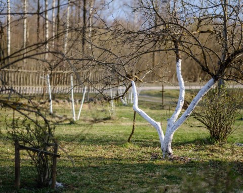 Zwalczanie szkodników i chorób w zimie. W sezonie nie będzie robaków w owocach i ślimaków w ogrodzie
