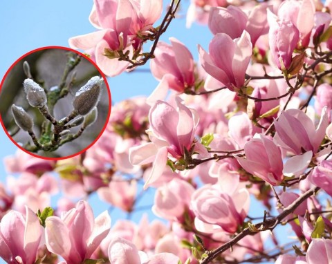 Czy magnolie trzeba okryć na zimę? Jak zabezpieczyć magnolię przed mrozem?