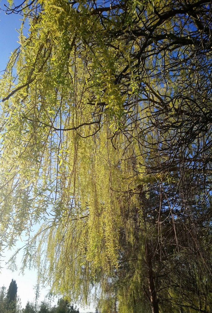 Rośliny, Czas na magnolie.....................