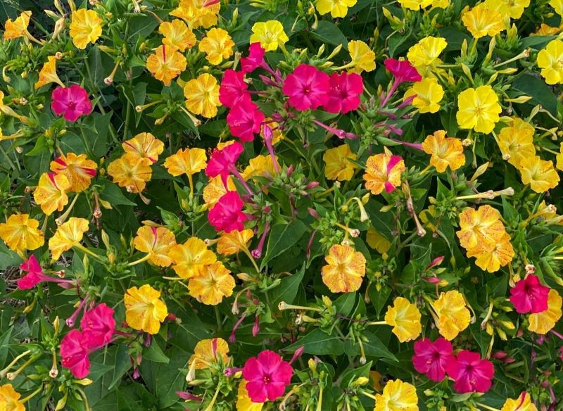 Zjawiskowe kwiaty dziwaczka jalapa mają przyjemny zapach.