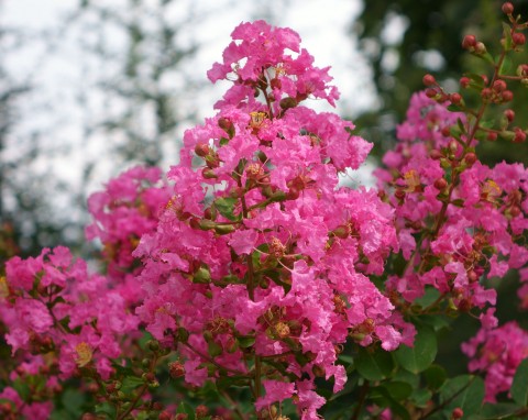 Zjawiskowe kwiaty, które utrzymują się nawet 120 dni. Posadź ten krzew zamiast hortensji